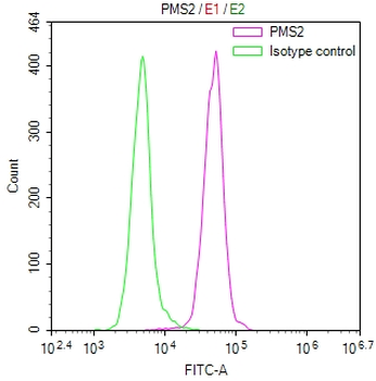 PMS2 Antibody