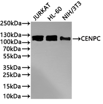 CENPC Antibody