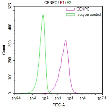 CENPC Antibody