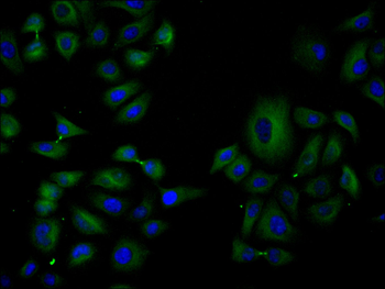 NOS1 Antibody