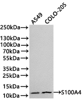 S100A4 Antibody