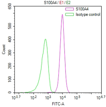 S100A4 Antibody
