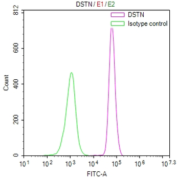 DSTN Antibody
