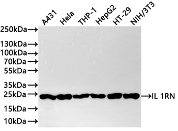 IL1RN Antibody
