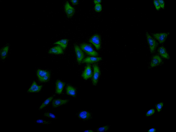 IL1RN Antibody