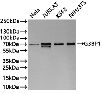 G3BP1 Antibody