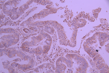 G3BP1 Antibody