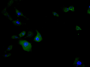 G3BP1 Antibody