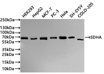SDHA Antibody
