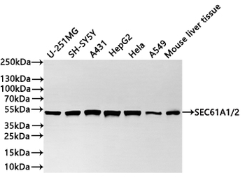 SEC61A1/SEC61A2 Antibody