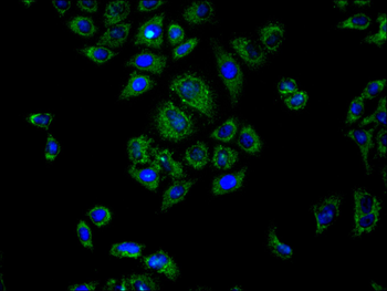 SEC61A1/SEC61A2 Antibody
