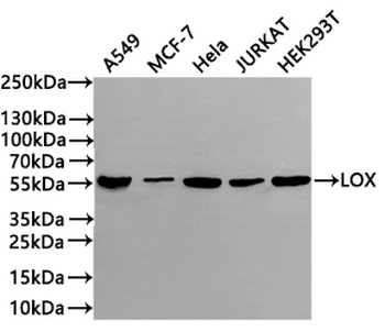 LOX Antibody