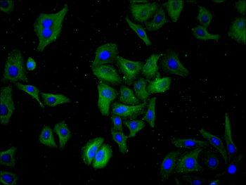LOX Antibody