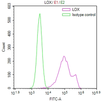 LOX Antibody