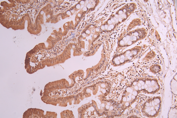 PSMA1 Antibody