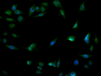 PSMA1 Antibody