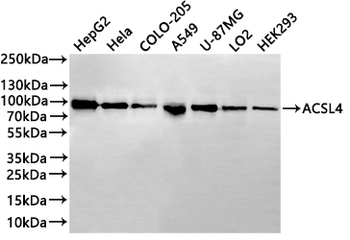 ACSL4 Antibody