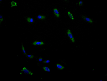ACSL4 Antibody