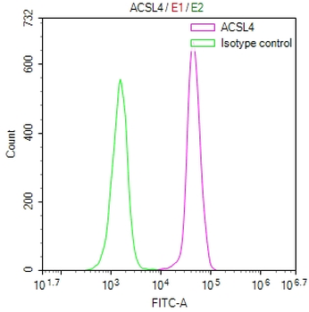 ACSL4 Antibody
