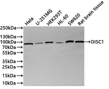 DISC1 Antibody