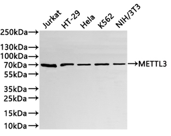 METTL3 Antibody