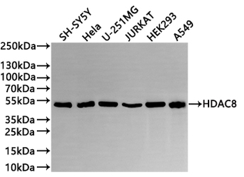 HDAC8 Antibody