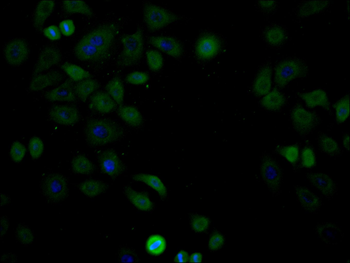 HDAC8 Antibody