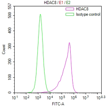 HDAC8 Antibody