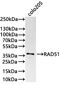 RAD51 Antibody