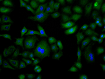 RAD51 Antibody