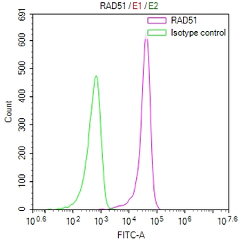 RAD51 Antibody