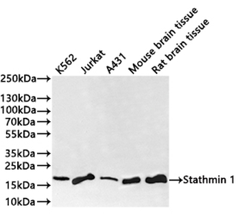 STMN1 Antibody