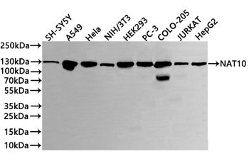 NAT10 Antibody