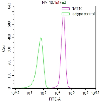 NAT10 Antibody