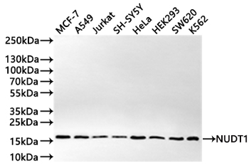 NUDT1 Antibody