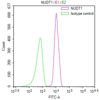 NUDT1 Antibody