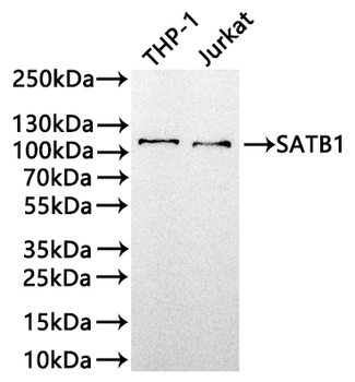 SATB1 Antibody
