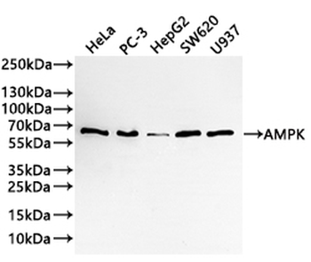 PRKAA1 Antibody