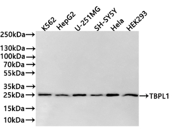 TBPL1 Antibody