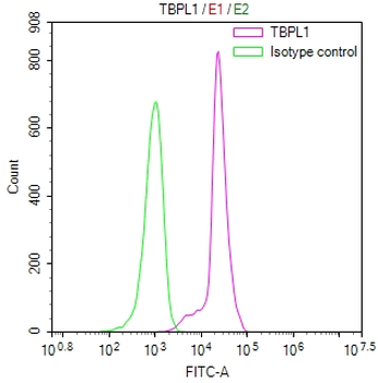 TBPL1 Antibody