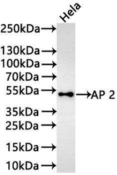 TFAP2A Antibody