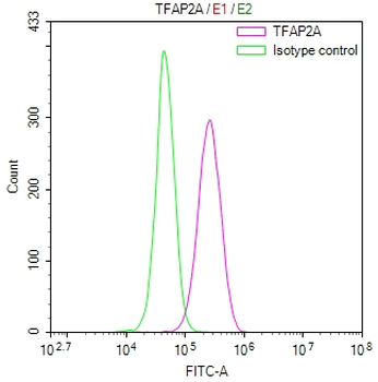 TFAP2A Antibody