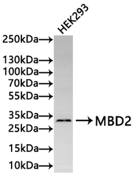 MBD2 Antibody