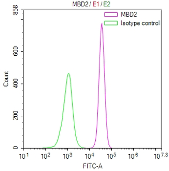 MBD2 Antibody