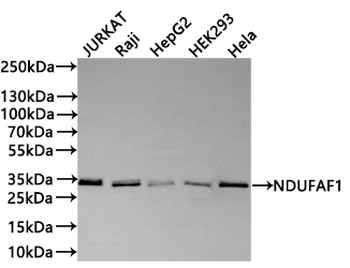 NDUFAF1 Antibody