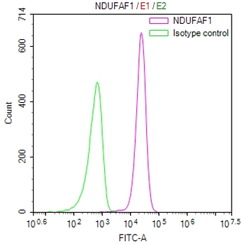 NDUFAF1 Antibody