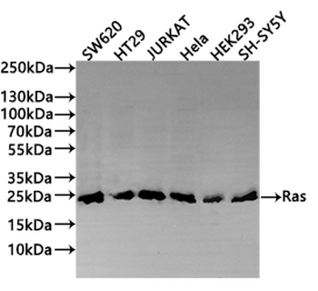 HRAS/KRAS/NRAS Antibody