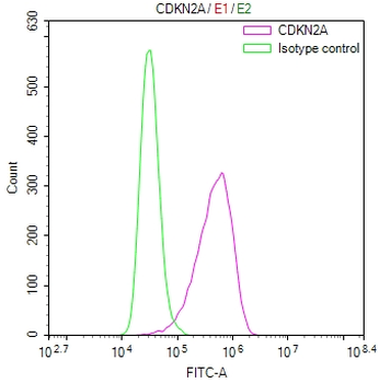 CDKN2A Antibody