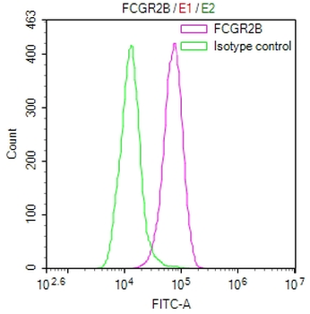 FCGR2B Antibody