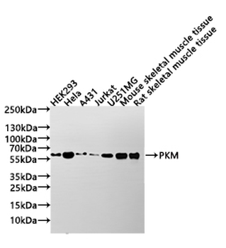PKM Antibody